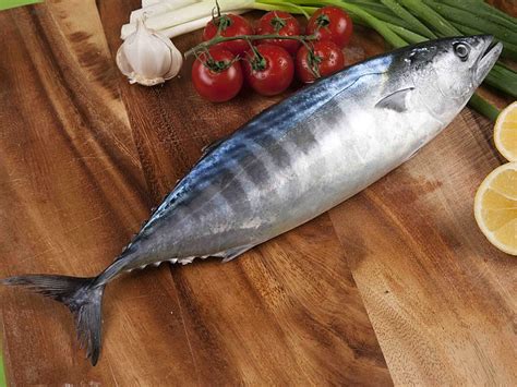 palamut balığı besin değeri